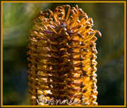 20th May 2013 - Afternoon Sun through Banksia