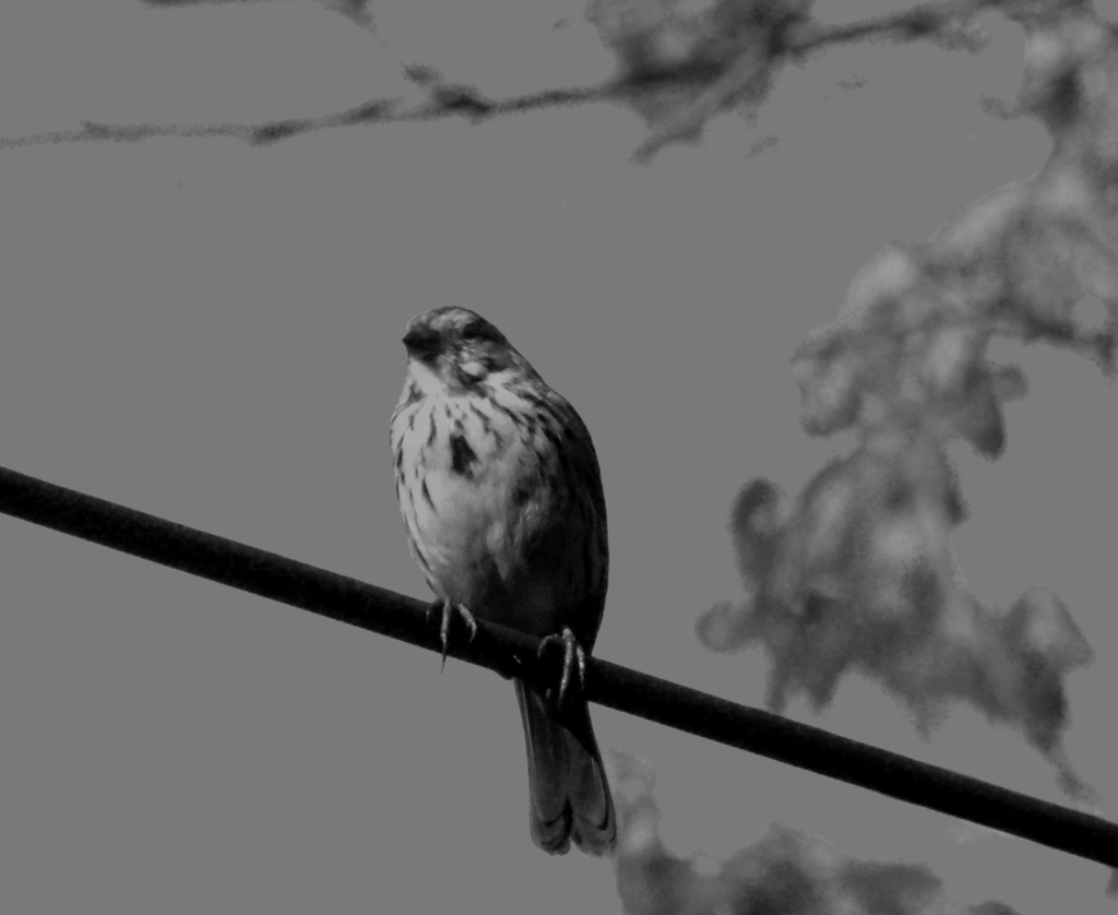 Outside My Window: Sparrow by lizzybean