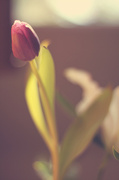 17th May 2013 - tulip