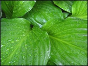 19th May 2013 - Hosta Leaves