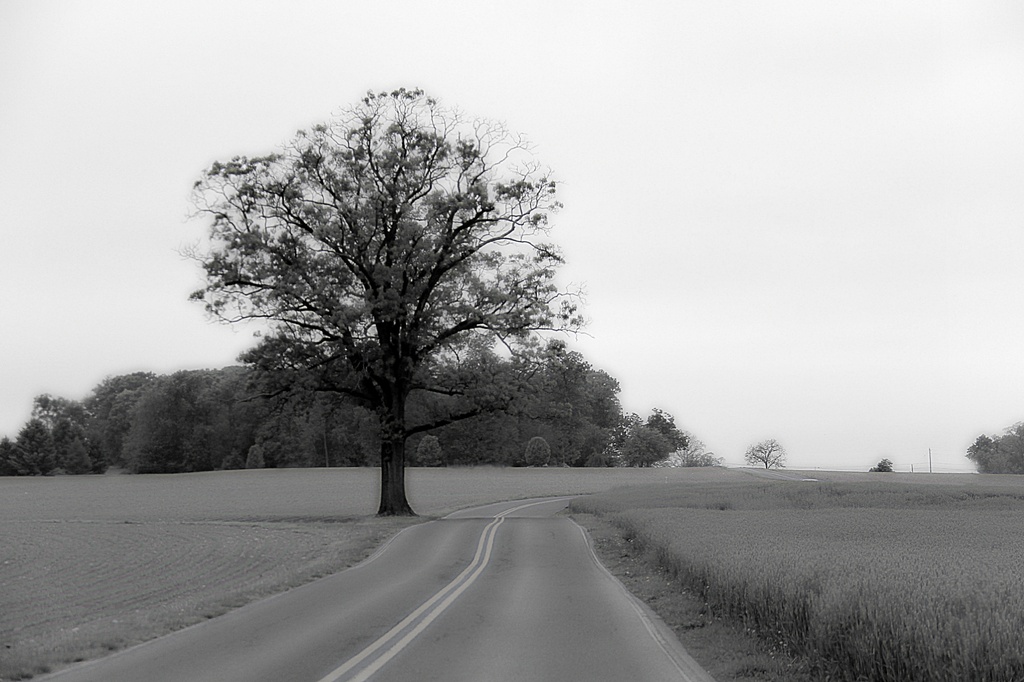 Country Road by digitalrn