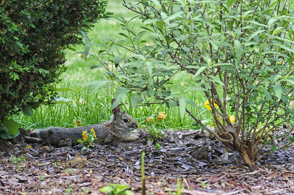 Resting Bunny by lstasel