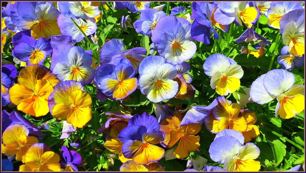 Bucket O' Pansies by juliedduncan