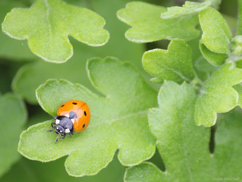 Seven-spotted lady beetle by rhoing