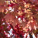 Hahndorf Autumn  by sugarmuser