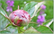 20th May 2013 - Peony In Waiting