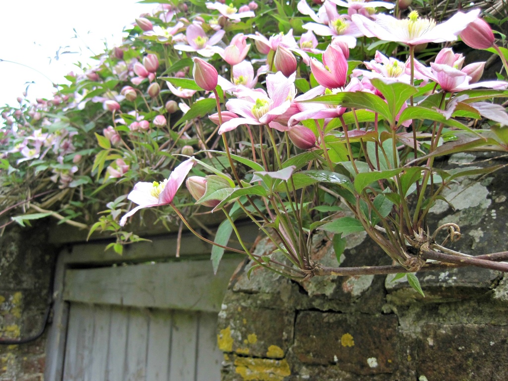 clematis over a wall and gate by quietpurplehaze