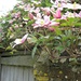 clematis over a wall and gate by quietpurplehaze