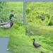The Mallards came visiting by bruni