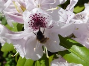 18th May 2013 - Bumblebee?