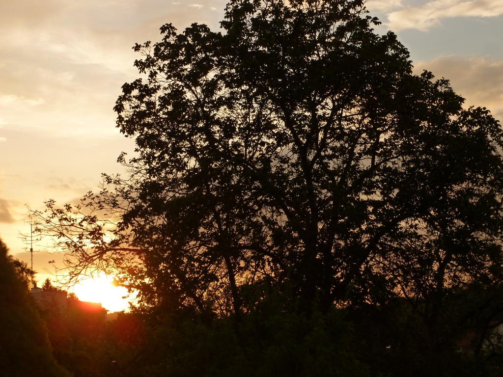 Sun set and the walnut tree... by gabis