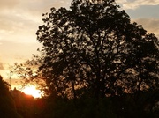 16th May 2013 - Sun set and the walnut tree...