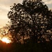 Sun set and the walnut tree... by gabis