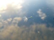 17th May 2013 - Dandelion in the sky :)