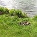 Manderin ducks at Arosa Switzerland  by g3xbm