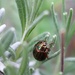 Beetle by mattjcuk