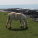 Gower Pony by elainepenney
