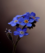 20th May 2013 - Forget me nots....