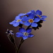 Forget me nots.... by jayberg