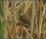 20th May 2013 - Willow warbler