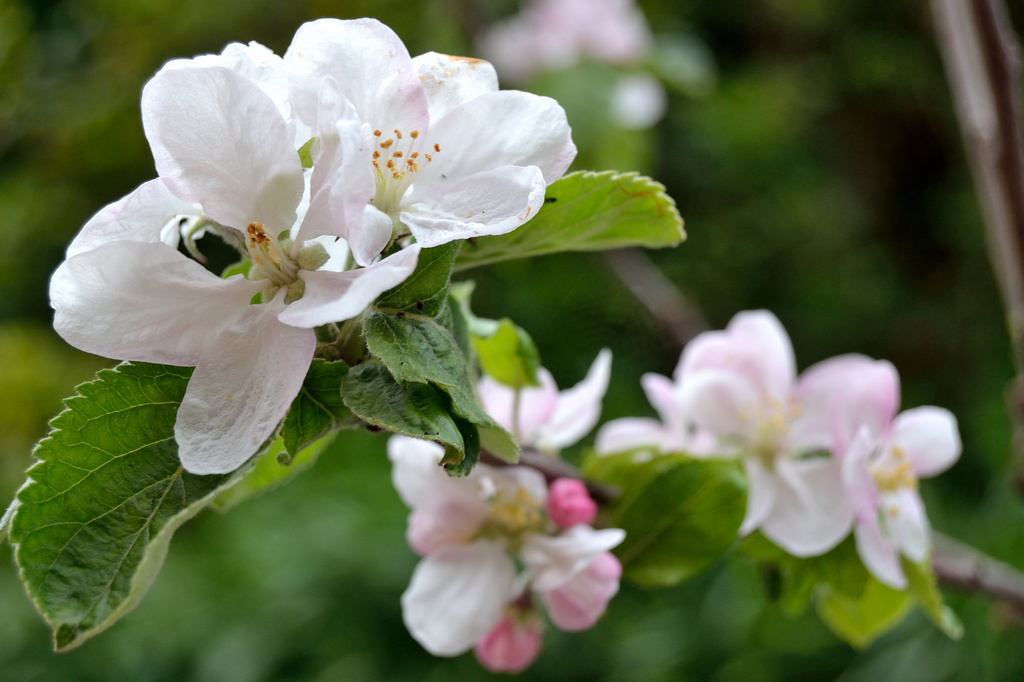 Apple blossom by richardcreese