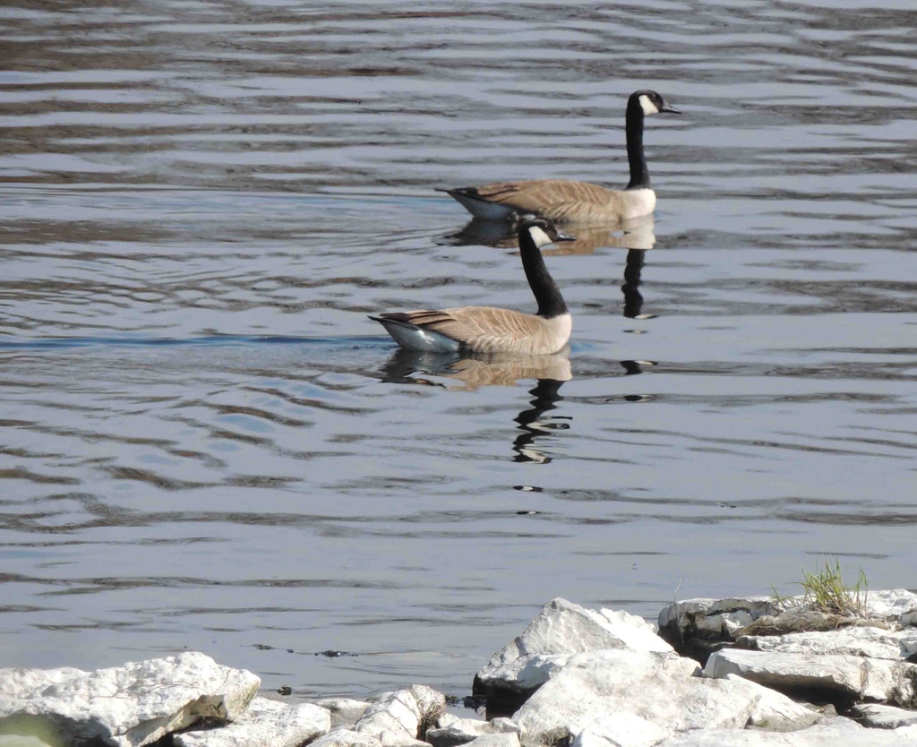Canada Geese by sunnygreenwood