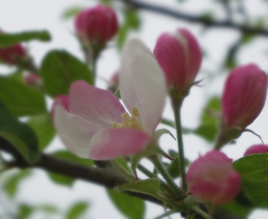 Soft Blossom by karendalling