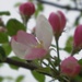 Soft Blossom by karendalling