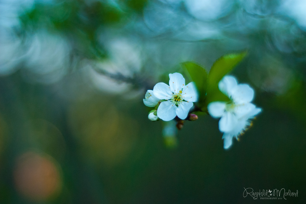 Cherry Blossom by ragnhildmorland
