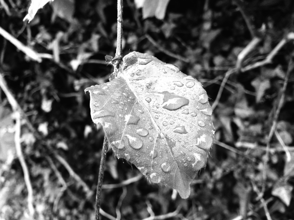 Rainy Day Leaf No. 1 by philr