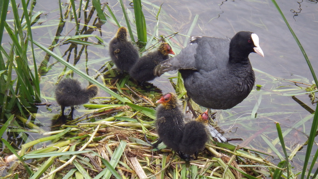 Coot and babies by bizziebeeme