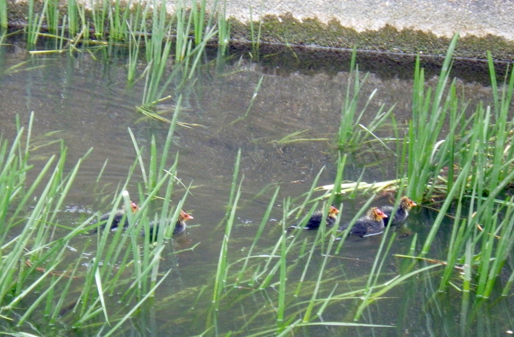 Baby coots swimmg to nest. by bizziebeeme