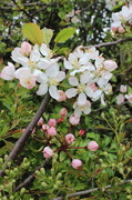 12th May 2013 - Hawthorn blossom.
