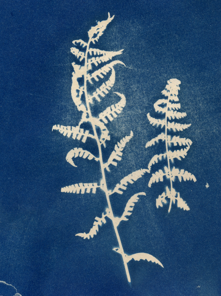 cyanotype ferns by ingrid2101