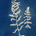 cyanotype ferns by ingrid2101