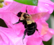 20th May 2013 - Busy Bee