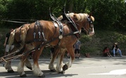 20th May 2013 - Horses in a parade