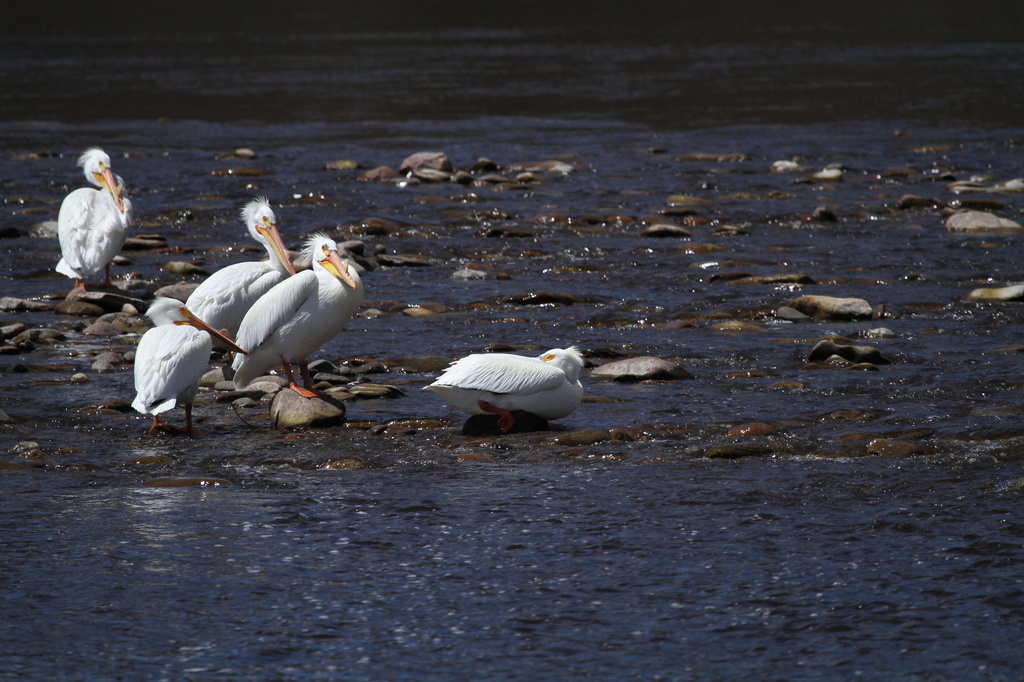 White Pelicans by tosee