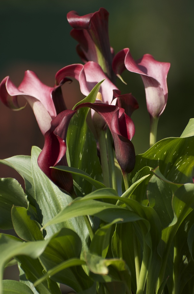 Calla Lily ready to be planted by dora