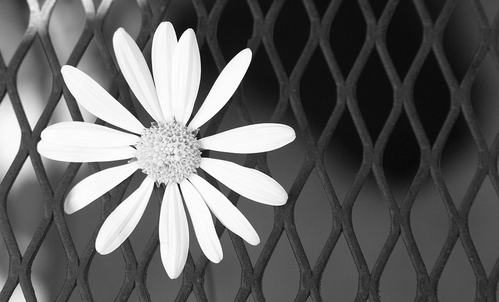 (Day 94) - A Little Sunshine in Black & White by cjphoto