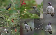 20th Aug 2010 - Hummingbirds