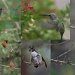 Hummingbirds by kerristephens