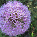 Allium SOOC (It's round!) by houser934