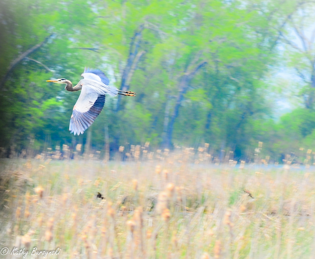 Big Bird - Get Pushed - Motion Blur or Panning shot by myhrhelper