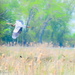 Big Bird - Get Pushed - Motion Blur or Panning shot by myhrhelper