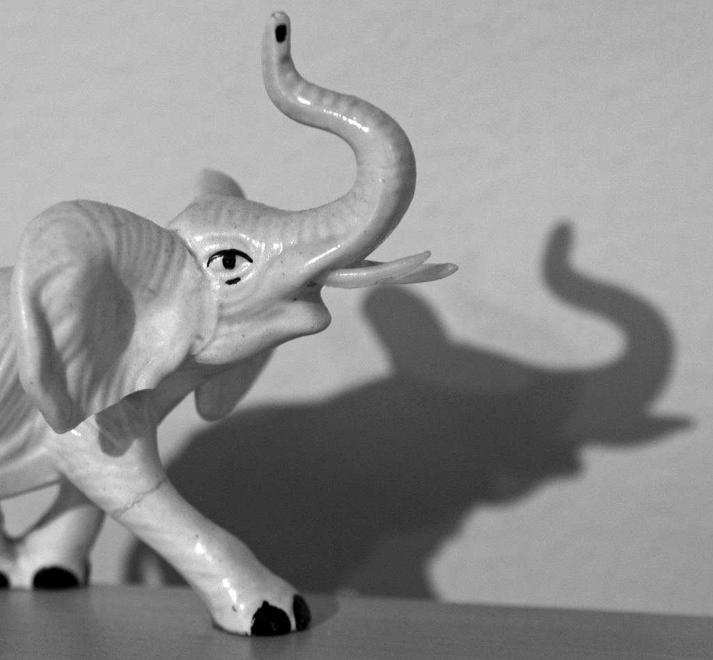 (Day 95) - The Elephant and His Shadow by cjphoto