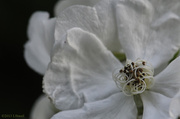20th May 2013 - White Flower