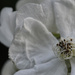 White Flower by lstasel