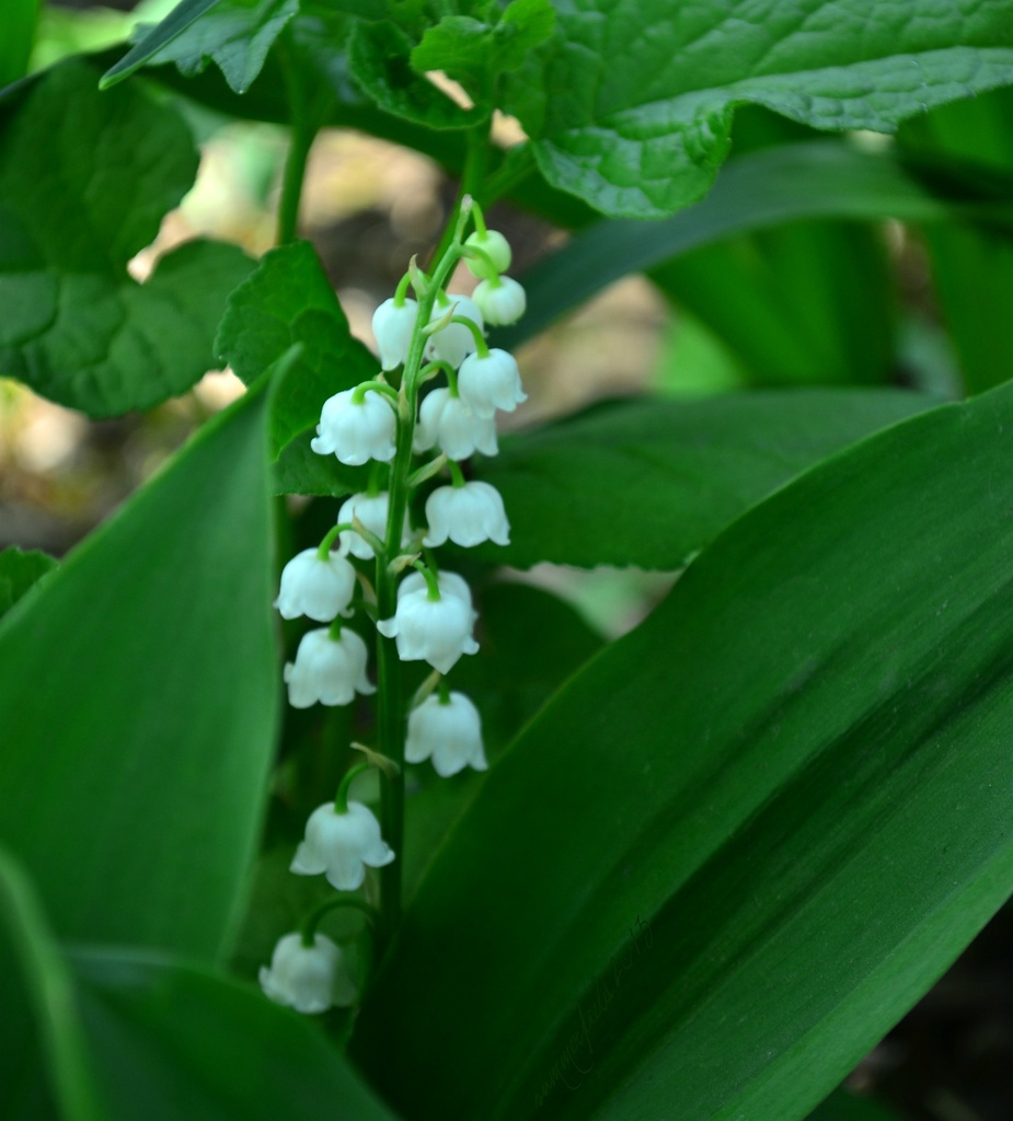 lily-of-the-valley by summerfield