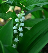 20th May 2013 - lily-of-the-valley